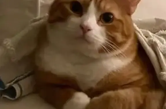 Lost pets Charleston, photo: Lost male cat, South Dallerton Circle, Charleston - Dark Orange with White