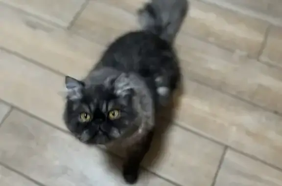 Lost pets Minneapolis, photo: Lost female cat, North Whiskey Drive, Pharr - gray and black
