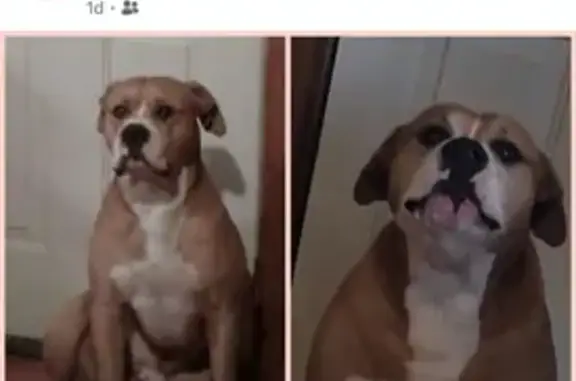 Lost Male Dog, US 160;KS 2, Harper - photo