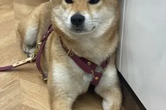 Chien perdu, Avenue de Paris, Vincennes - Shiba couleur sésame - photo