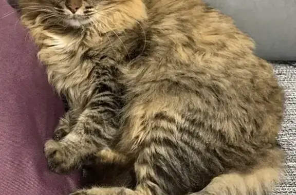 Gato desaparecido Fêmea (brl002500) - photo