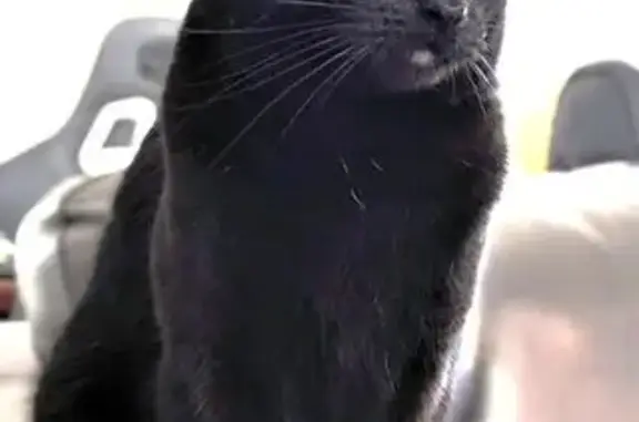 Lost pets Gold Coast, photo: Lost female cat, Outlook Drive, Gold Coast - high alert and adorable