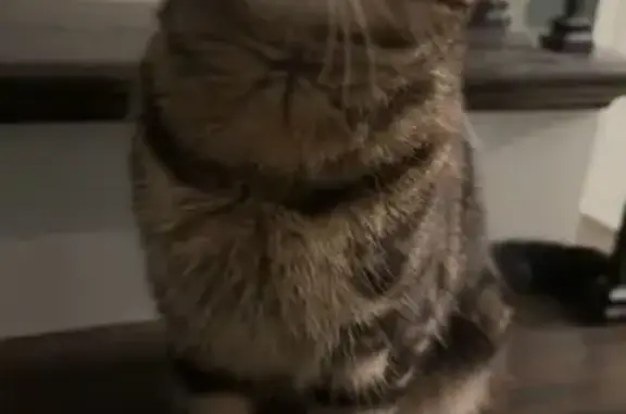 Lost male cat, Manhattan, Illinois - sweet but a little skittish - photo