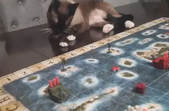 Lost pets Corpus Christi, photo: Lost male cat, Dunbarton Oak Street, Corpus Christi - brown Siamese with white paws