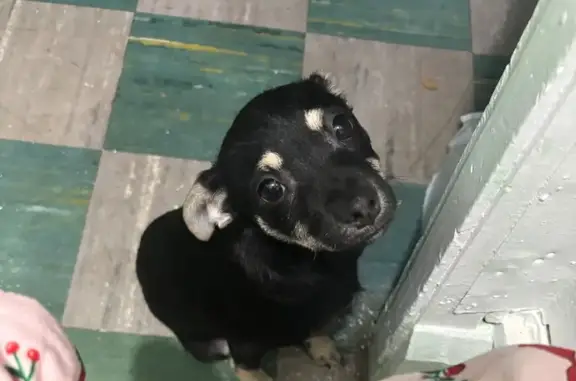 Lost female dog, Cuyahoga Street, Akron - all black with tan markings - photo