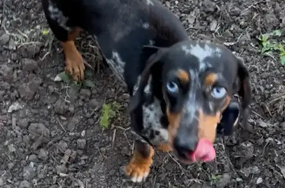 Lost female dog, North Main Street, 2860, McAllen - grey and black - photo