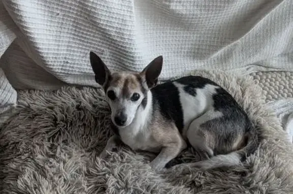 Missing dog Male, Brisbane (al495581) - photo