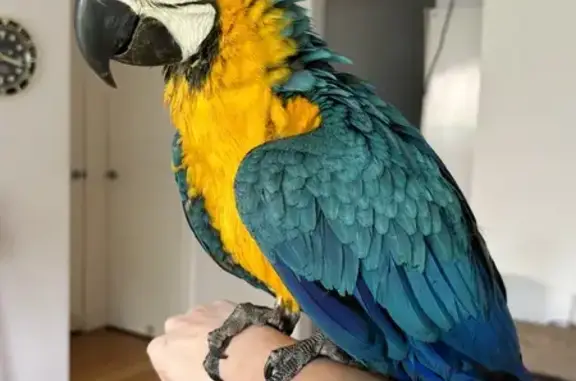 Lost bird, Fairview Street, 24, Melbourne - blue and gold macaw - photo