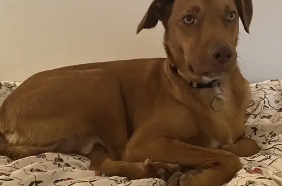 Lost male dog, Cullen Street, Nimbin - red/brown kelpie cross - photo