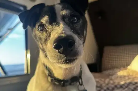 Lost male dog, Wilton Road, Gympie - 15 years old, partially blind and deaf - photo