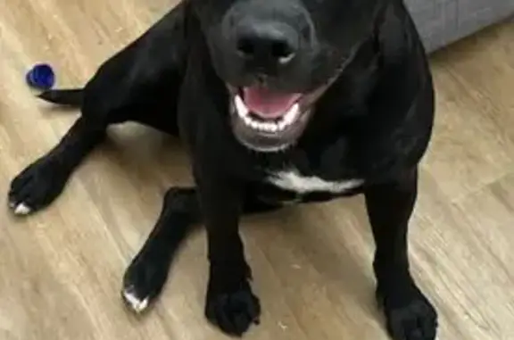 Lost female dog, Brodie Road, Adelaide - American English staffy - photo