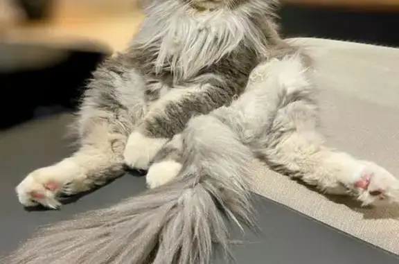 Perdu Chat mâle, Chemin de la Croix des Signaux, La Cadière-d'Azur - aphone et entaille à l'oreille - photo