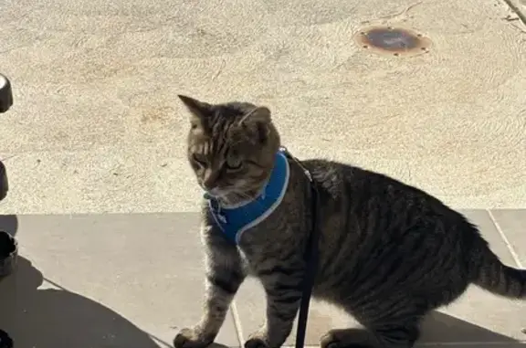 Lost male cat, Playford, Adelaide - blue collar with name Mia - photo