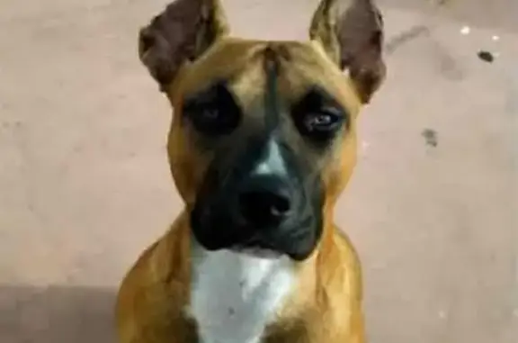 Perro perdido Hembra, Granada (sl495185) - photo