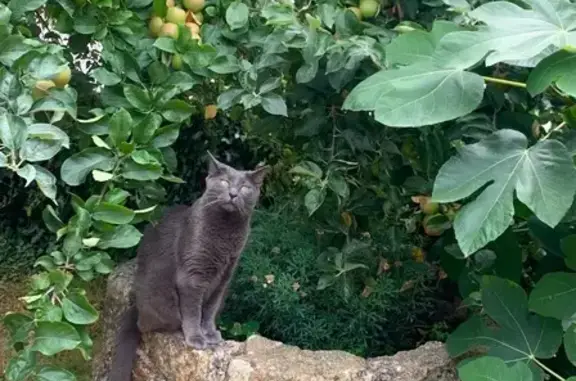Chat perdu, Brest, photo: Chat perdu, Rue du Doued, Cléguer - petit gabarit, craintive
