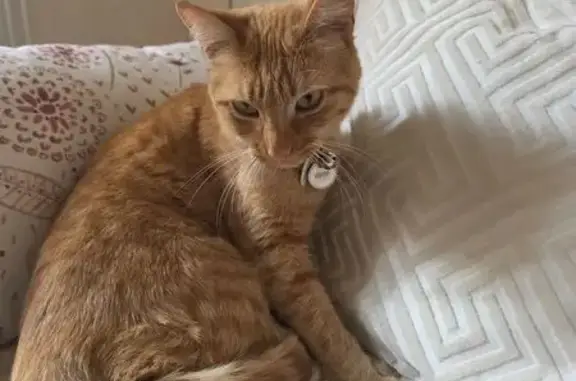 Chat perdu, Fontaine-au-Pire, photo: Chat perdu, Rue Sadi Carnot, Fontaine-au-Pire, Cambrai - femelle rousse avec collier argenté