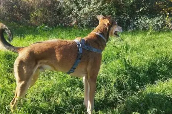 Perdido perro masculino, Paseo de los Rosales, Zaragoza - lleva arnés de colores - photo