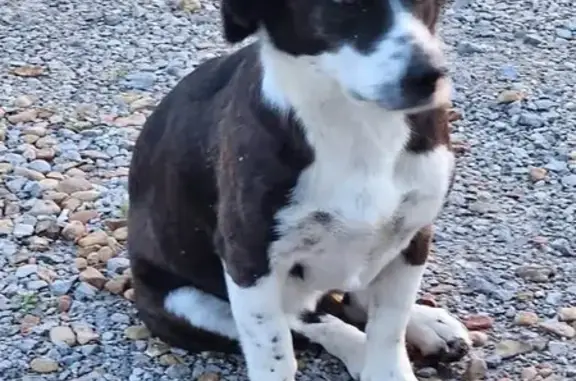 Lost female dog, County Road 28, 1323, Saint Florian - freckles on nose and paws - photo