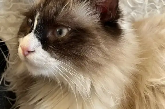 Animaux perdus Paris, photo: Chat perdu, Place Dieudonné, Cambo-les-Bains - jeune chat blanc avec masque noir