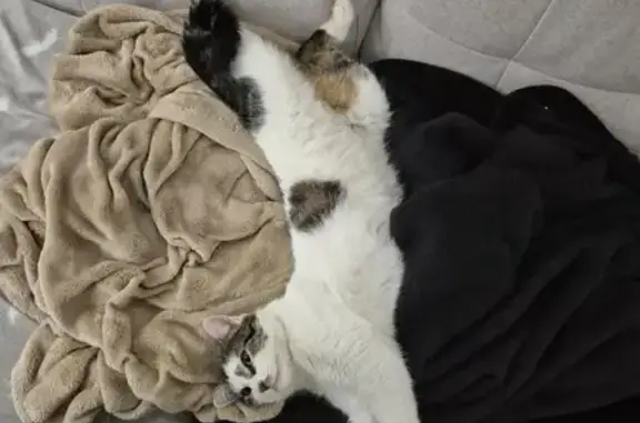 Chat perdu, Beauregard-l'Évêque, Paris - blanc avec du noir et du marron - photo
