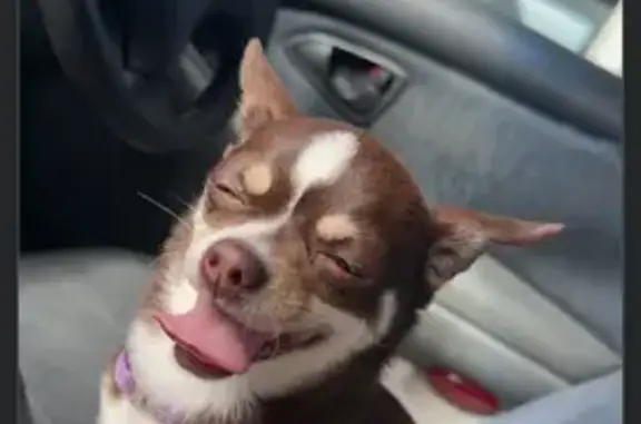 Indi is a chocolate brown Chihuahua very small very friendly. She ran off the property chasing our car and her being so small we didn’t realise.