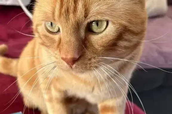 Perdu Chat, Allée Ernest Renan, Plouzané - roux et craintif - photo