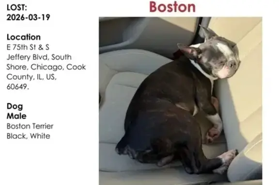 Lost male dog, South Euclid Avenue, Chicago - Boston terrier with one eye - photo