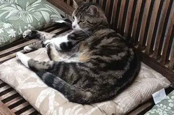 Perdu Chat femelle, Rue Pasteur, Abbeville - européenne - photo