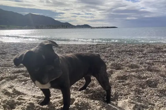 Chien perdu, Avenue Pierre Mendès France, Marseille - femelle bouledogue français bringée - photo