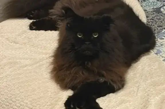 Lost pets Allen, photo: Lost male cat, Frances Amelia Drive Northeast, 253, Huntsville - large black with red/grey chest