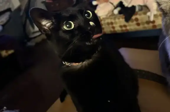 Lost female cat, Nature Way, Benton - friendly and a bit chunky - photo