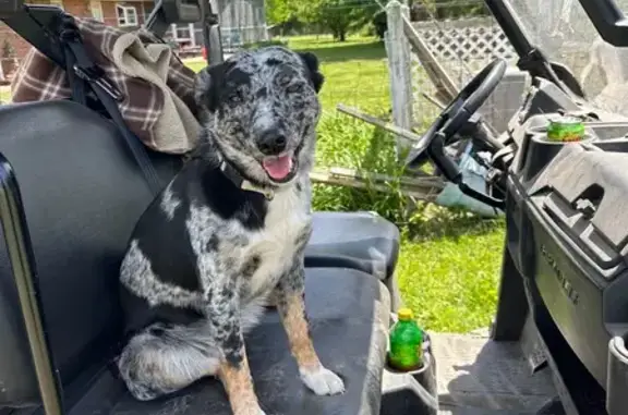 Lost female dog, Easter Ferry Road, Decatur - Australian Shepard/heeler mix - photo