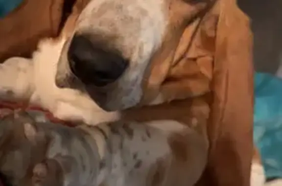 Lost female dog, North 2nd Street, 941, Arkansas City - red and white basset hound - photo