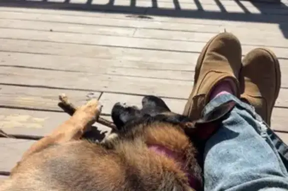 Lost female dog, Big Spruce-Little Bear Road, 19, Otway - 7 months old - photo