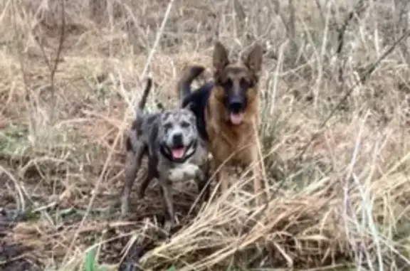 Lost male dog, U.S. 82, Callisburg - German Shepherd needs special meds - photo