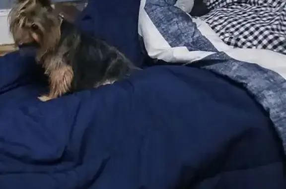 Lost female dog, South Old Floral City Road, Floral City - black tan with some white on face - photo