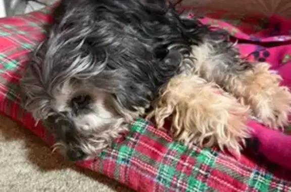 Lost female dog, Conrey Road, Cincinnati - walks with a limp - photo