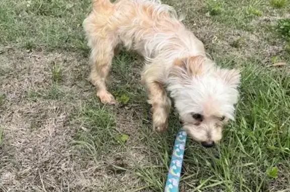 Found dog St. Petersburg, photo: Found dog, 42nd Avenue North, St. Petersburg - young golden Yorkie mix