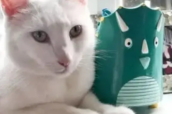 Lost female cat, Ellesmere Road, Leicester - pure white with green eyes - photo