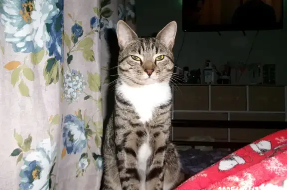 Lost pets Linden, photo: Lost male cat, Chandler Avenue, Linden - friendly tabby with white patch