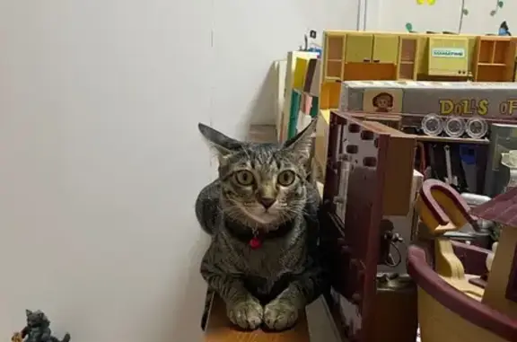 Lost pets Hougang, photo: Lost female cat, Tampines Street 32, Singapore - short-haired tabby