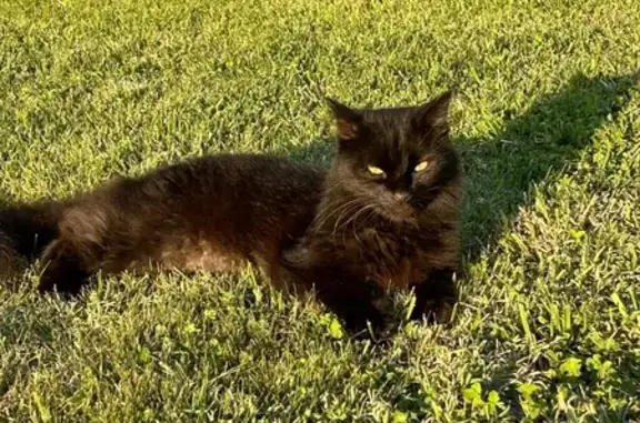 Animaux perdus Saint-Sulpice-de-Royan, photo: Perdu Chat Homme, Route de Saint-Palais, Saint-Sulpice-de-Royan - noir aux poils longs
