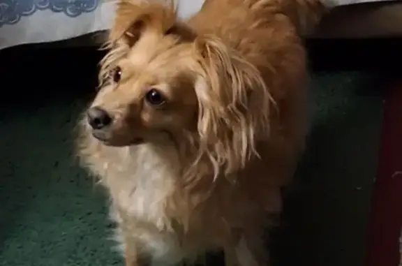 Lost Male Dog, North Springfield Street, Berryville - very timid - photo