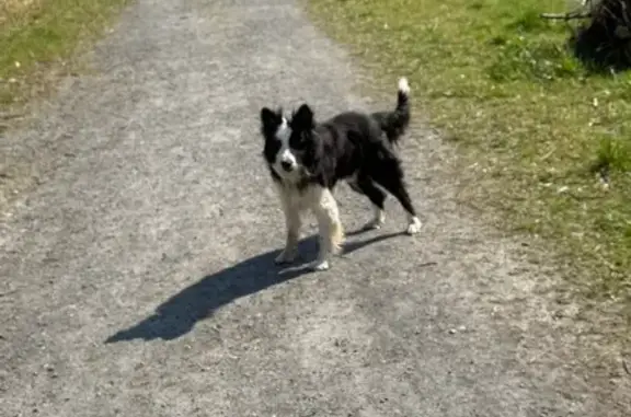 Chien trouvé Préchac, photo: Trouvé chien mâle, Cami Deth Bourg Nau, Préchac - Border Collie noir et blanc