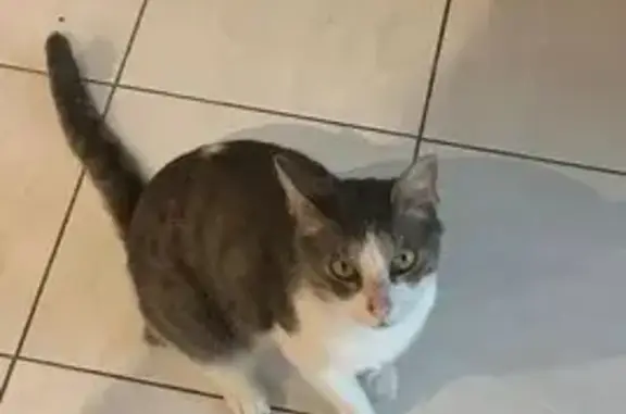 Perdu Chat mâle, Place Jean Mermoz, 14, Dugny - Simba, tâche grise sur le museau - photo
