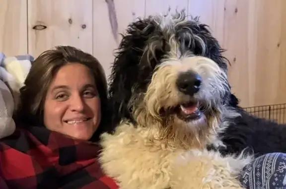 Lost male dog, Steele Station Road, Rainbow City - black and white Bernadoodle - photo