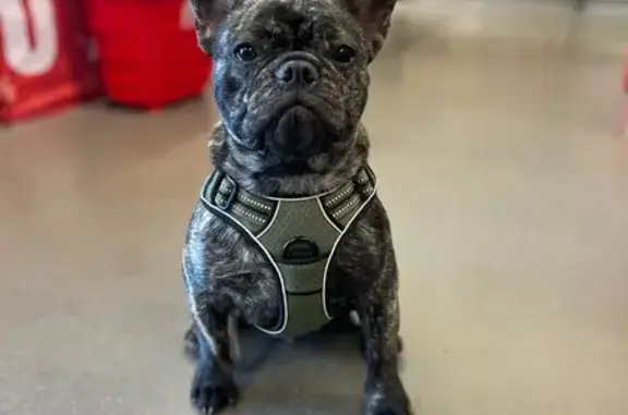 Perdu Chien, La Rigaudais, Saint-Vincent-des-Landes - Bouledogue Français castré - photo