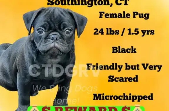 Lost female dog, Berlin Avenue, 100, Southington - black pug - photo