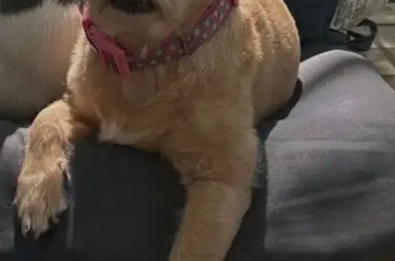 Lost female dog, South Lake Terrace, Independence - responds to Paisley - photo