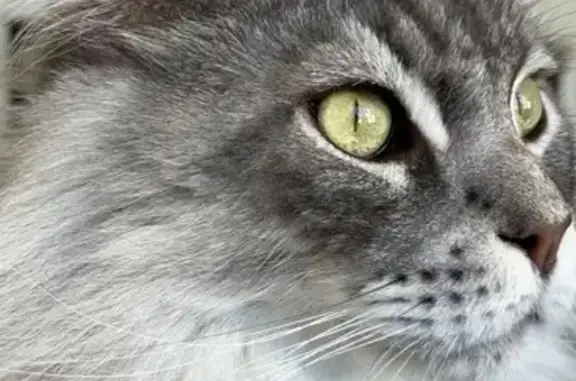 Chat perdu, Saint-Hilaire-de-Brethmas, photo: Chat perdu, Chemin d'Anduze À Uzès, Saint-Hilaire-de-Brethmas - Maine Coon silver